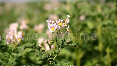 特写，开花土豆.. 白色的，淡粉色的花开在农场的土豆灌木丛上。 马铃薯种植。 育种
